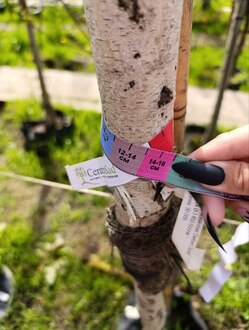 Береза повислая Цвитсер Глори (Zwitser Glorie)