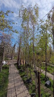 Береза повислая Цвитсер Глори (Zwitser Glorie)