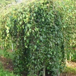 Береза полезная Лонг Транк (Long Trunk)