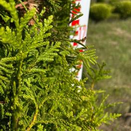 Топиарий конус туя 2527