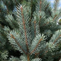 Топиарий конус ель голубая 1847