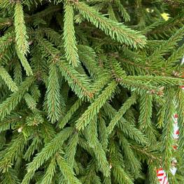 Топиарий конус ель 2623