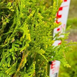 Топиарий спираль Туя В-180 см (1.20)