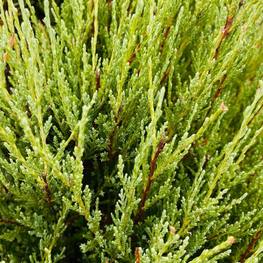 Топиарий спираль Можжевельник В-200-210 см (5.54)