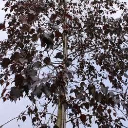 Береза повислая Пурпуреа (Purpurea)