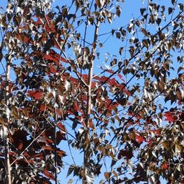 Береза повислая Пурпуреа (Purpurea)