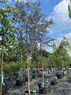 Береза повислая Пурпуреа (Purpurea)