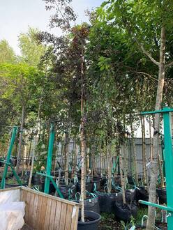 Береза повислая Пурпуреа (Purpurea)