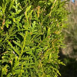 Топиарий спираль Туя 5945