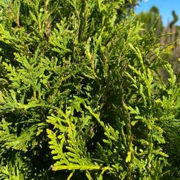 Топиарий спираль Туя 5954