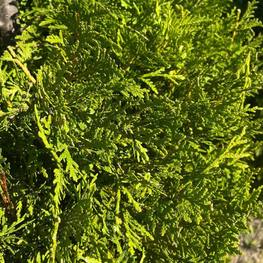 Топиарий спираль Туя 0003