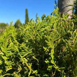 Топиарий спираль Туя 0025