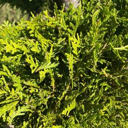 Топиарий спираль Туя 0032