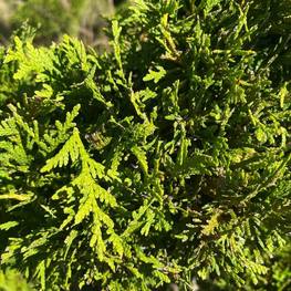 Топиарий спираль из Туи 0038