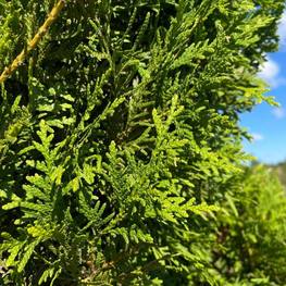 Топиарий спираль из Туи 0045