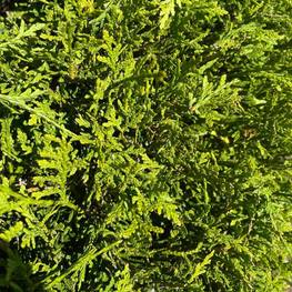 Топиарий спираль из Туи 0118