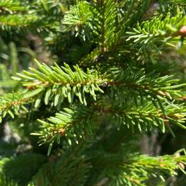 Топиарий спираль из Ели 0127