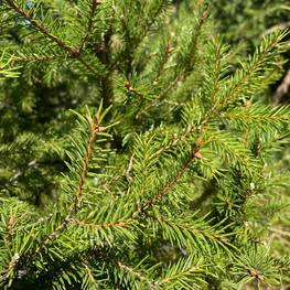 Топиарий спираль из Ели 0139