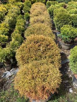 Туя западная Мистер Боулинг Болл (Mr. Bowling Ball)