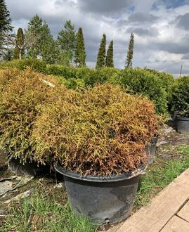 Туя западная Мистер Боулинг Болл (Mr. Bowling Ball)