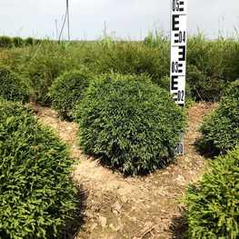 Туя западная Мистер Боулинг Болл (Mr. Bowling Ball)