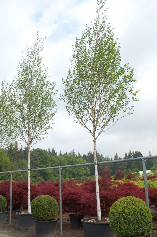 Береза гималайская Доренбос (Doorenbos)