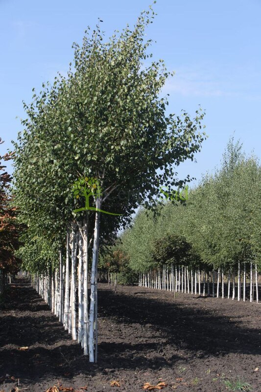 Береза гималайская Доренбос (Doorenbos)