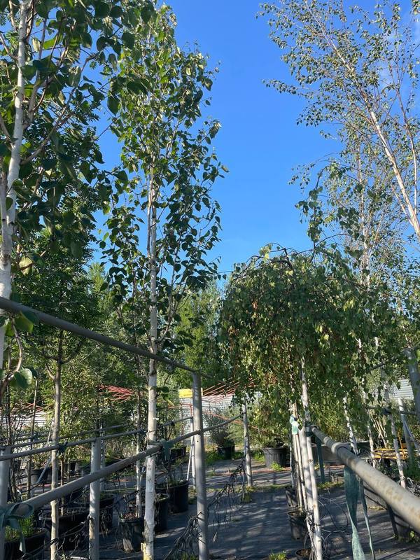 Береза гималайская Доренбос (Doorenbos)