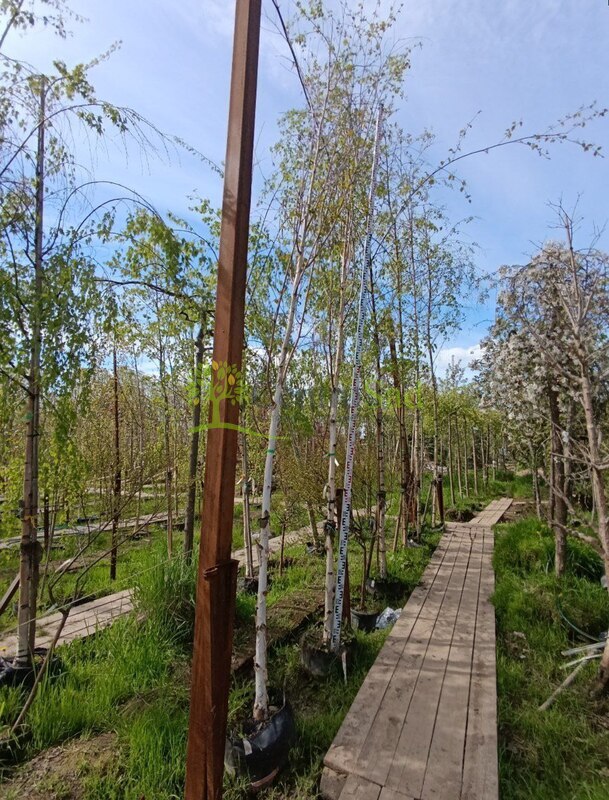 Береза гималайская Доренбос (Doorenbos)