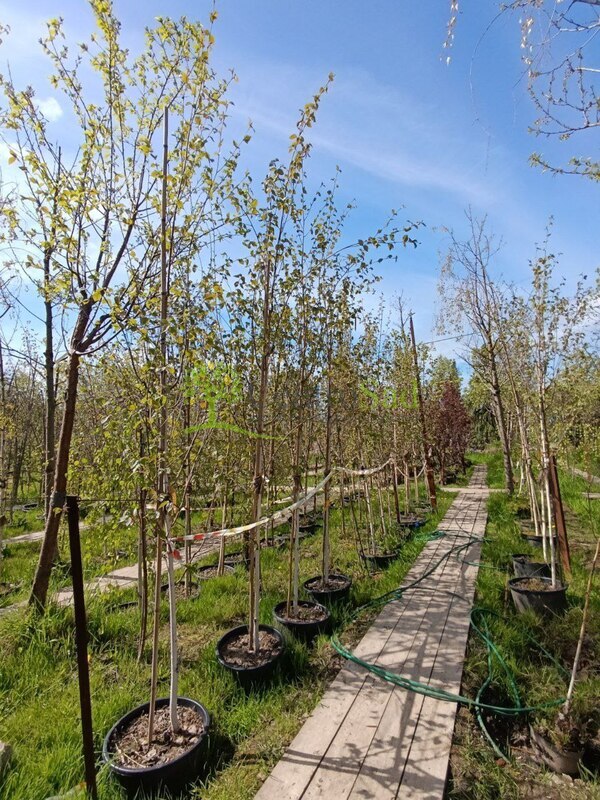 Береза гималайская Доренбос (Doorenbos)