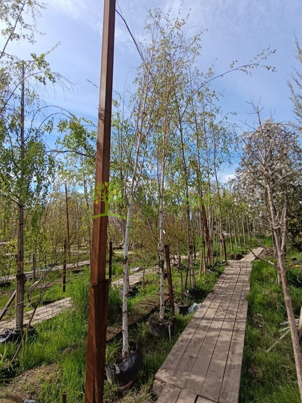 Береза гималайская Доренбос (Doorenbos)