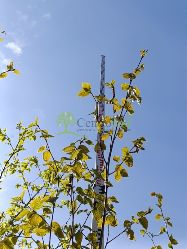 Береза гималайская Доренбос (Doorenbos)