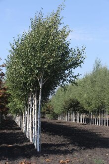 Береза гималайская Доренбос (Doorenbos)