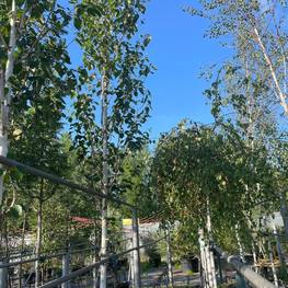 Береза гималайская Доренбос (Doorenbos)