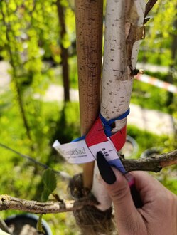 Береза гималайская Доренбос (Doorenbos)