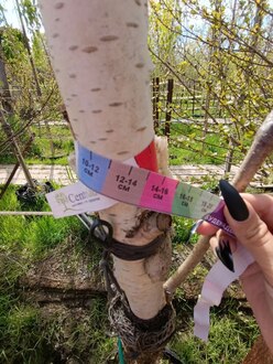 Береза гималайская Доренбос (Doorenbos)