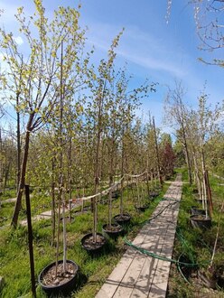 Береза гималайская Доренбос (Doorenbos)