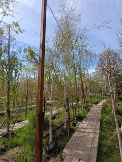 Береза гималайская Доренбос (Doorenbos)