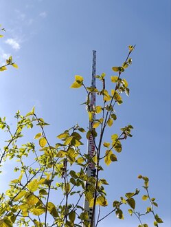 Береза гималайская Доренбос (Doorenbos)