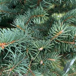 Топиарий форма спираль из Ели голубой 1854