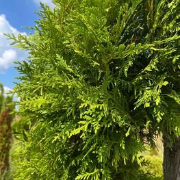 Топиарий Туя форма спираль 2112