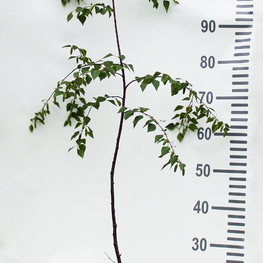 Береза повислая Бетулла пендула (Betula pendula)