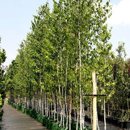 Береза повислая Бетулла пендула (Betula pendula)
