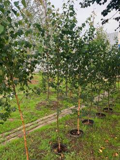 Береза повислая Бетулла пендула (Betula pendula)