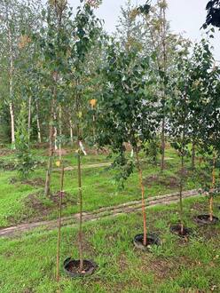 Береза повислая Бетулла пендула (Betula pendula)