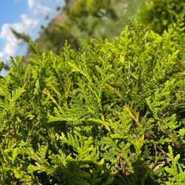 Топиарий в форме спирали из Туи 2302