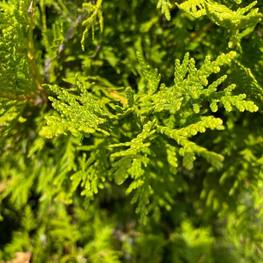 Топиарий в форме спирали из Туи 2602