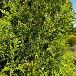 Топиарий форма двойная спираль из Туи 2309