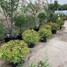 Топиарий Спирея японская Литтл Принцесс Шар (Little princess)