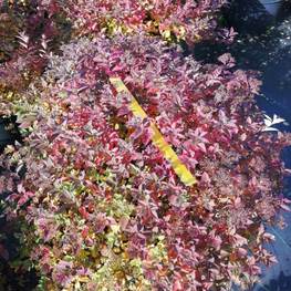 Топиарий Спирея японская Литтл Принцесс Шар (Little princess)